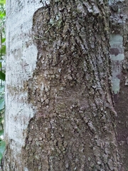 Schizomeria ovata