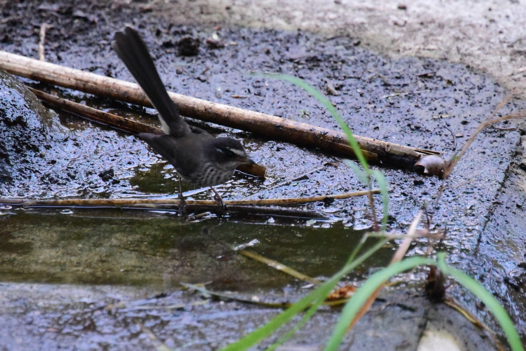 New Caledonian Streaked Fantail (Rhipidura verreauxi), photo 5