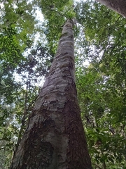 Schizomeria ovata
