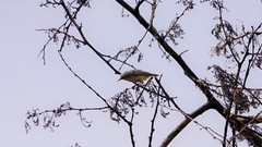 Eremomela icteropygialis