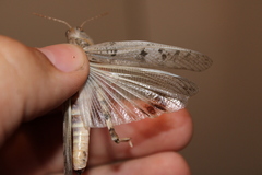 Dissosteira spurcata