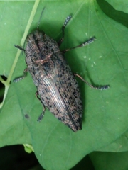 Poecilonota thureura