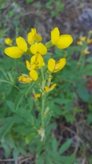 Thermopsis montana