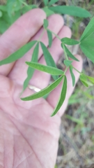 Thermopsis montana