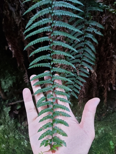 Harsh shield fern (Polystichum australiense)