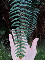 Polystichum australiense