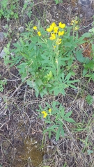 Thermopsis montana