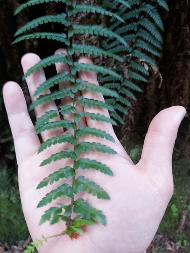 Image of Polystichum australiense by (c) Tim, some rights reserved (CC BY)
