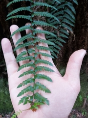 Polystichum australiense