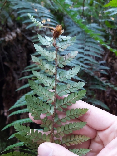 Image of Polystichum australiense by (c) Tim, some rights reserved (CC BY)