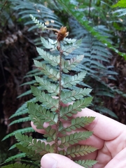 Polystichum australiense