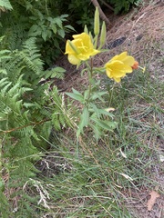 Oenothera primiveris