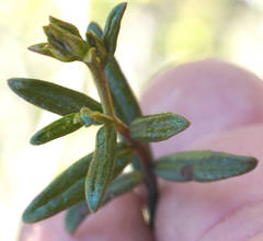 Halgania andromedifolia