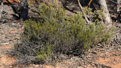 Halgania andromedifolia