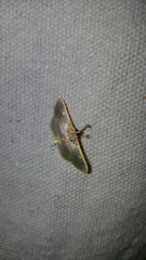 Apilocrocis brumalis