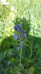 Polemonium occidentale