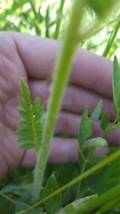 Polemonium occidentale
