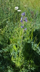 Polemonium occidentale