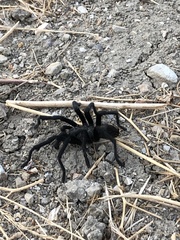 Aphonopelma steindachneri