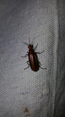 Pyrota tenuicostatis