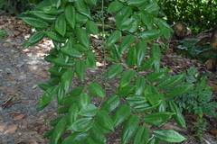 Pterocarpus macrocarpus