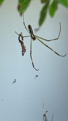 Trichonephila clavata