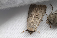 Sympistis greyi