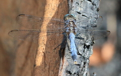 Orthetrum boumiera