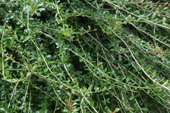Neea buxifolia