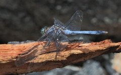Orthetrum boumiera