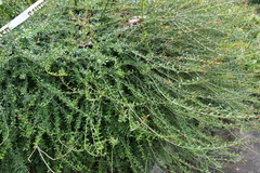 Neea buxifolia