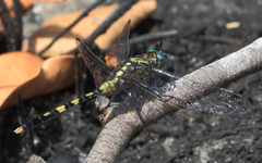 Orthetrum boumiera