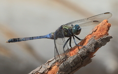 Orthetrum boumiera