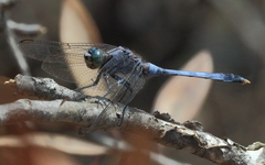 Orthetrum boumiera