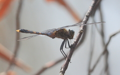 Orthetrum boumiera