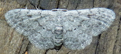 Idaea violacearia