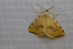 Macaria occiduaria