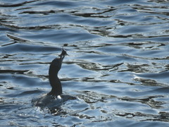 Hypostomus
