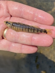 Percina nigrofasciata