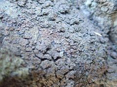 Fuscopannaria maritima