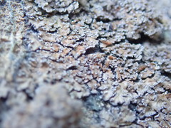 Fuscopannaria maritima