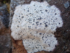Circinaria caesiocinerea