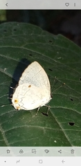 Iaspis andersoni