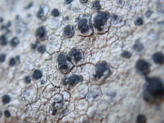 Circinaria caesiocinerea