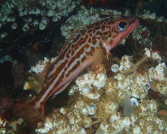 Greenstriped Rockfish photo 4
