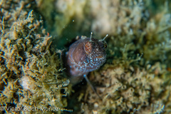 Emblemaria pandionis