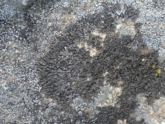 Montanelia sorediata