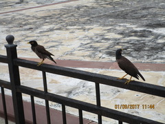 Acridotheres tristis