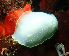 Cadlina
