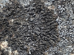 Montanelia sorediata